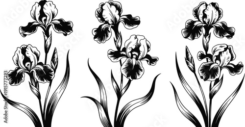 Vintage Black and White Iris Flower Botanical Illustration Set with Detailed Engraving Style Floral Line Art Isolated on White Background