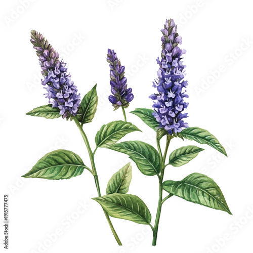Anise Hyssop Branch A Beautifully Detailed, watercolor painting capturing graceful lines and soft blended shades, isolated on a white background.
