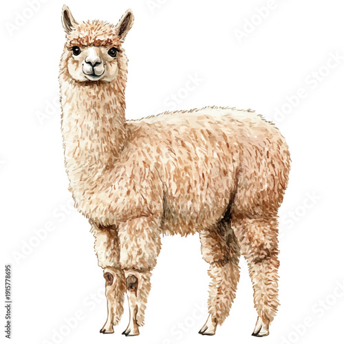 watercolor of Alpaca A Beautifully Detailed illustration graphic, isolated on a white background.