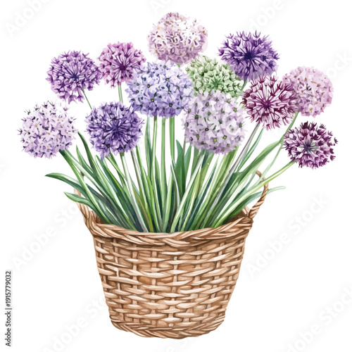 watercolor of Allium Bouquet In A Basket illustration graphic, isolated on a white background.