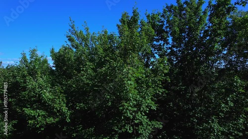 Revealing and flying over greenery forest vegetation at Algonquin near area. Flight along the mountain range near vacation retreat cabin. Canadian breathtaking aerial view of beautiful landscape.