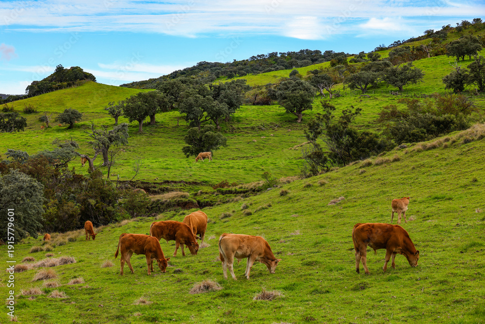 Naklejka premium Cows in pasture. Mountain meadow. Green meadow in mountains with cows on a summer landscape. Cows in Reunion Island, France 