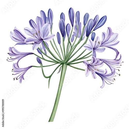 Agapanthus Branch A Beautifully Detailed, watercolor painting capturing graceful lines and soft blended shades, isolated on a white background.