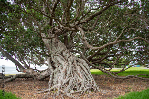 New Zealand Pohutukawa Tree on the Thames Coromandel Coast