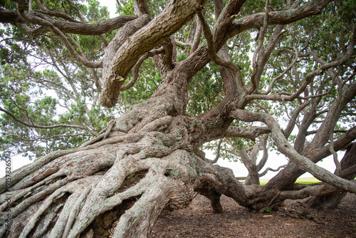New Zealand Pohutukawa Tree on the Thames Coromandel Coast