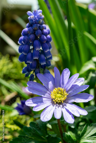 Spring flowers grape hyacinth muscari and blue  oosterse anemone blanda close-up, selective focus. Vertical format floral background