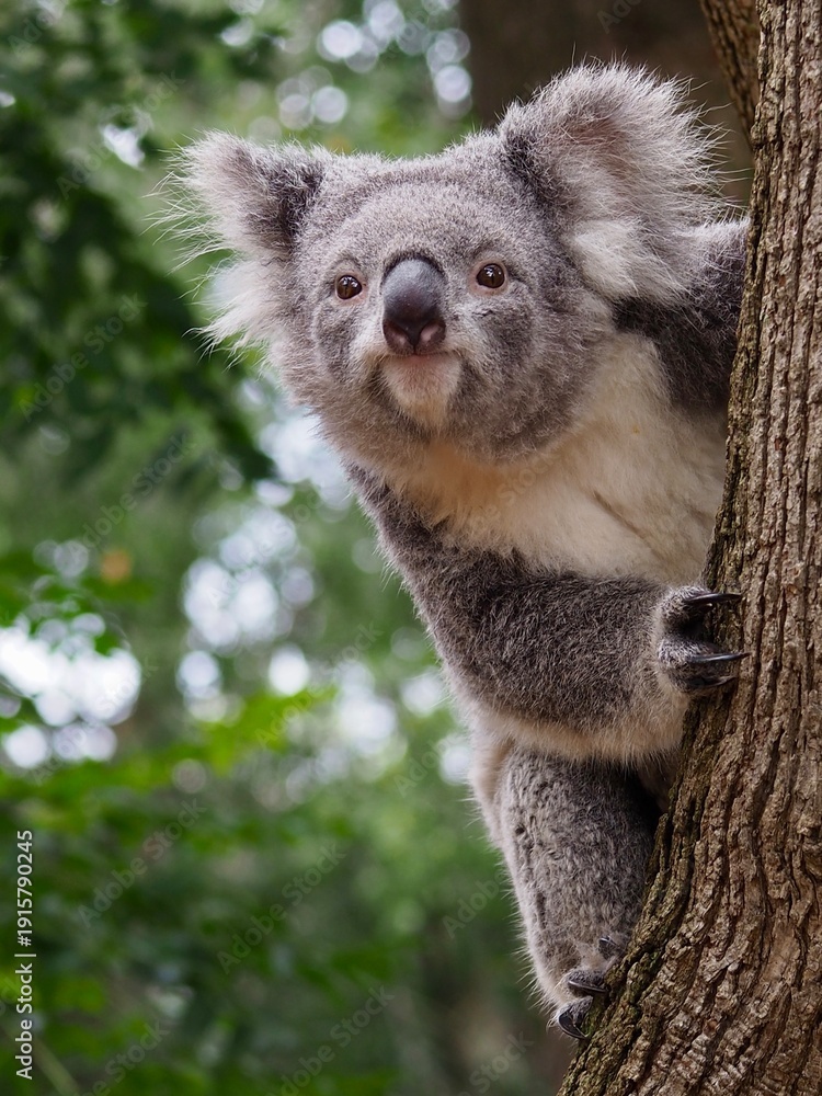 Obraz premium Wonderful charismatic Koala in natural beauty.