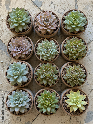 Succulent potted plants