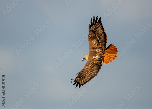 Slika na platnu red tailed hawk flying up close over the pacific ocean showing stunning red tail