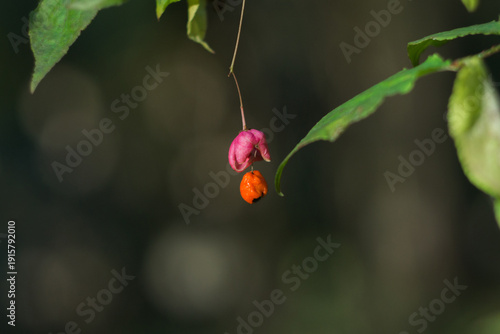 berries of Euonymus verrucosus