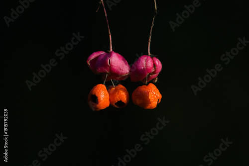 ripe berries of Euonymus verrucosus