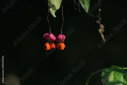 berries of Euonymus verrucosus