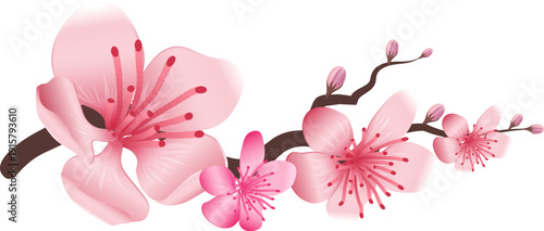 Blooming pink cherry branch. Sakura realistic flowers