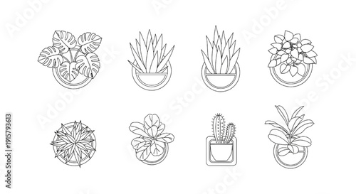 Vector Top View Potted Plant Icons Set Featuring Monstera and Cactus in Line Art