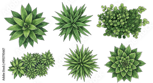 Vector Architectural Top View Plant Sketches in Alcohol Marker Style