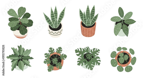 Vector Set of Potted Indoor Houseplants in Top and Isometric Views Featuring Monstera and Snake Plants