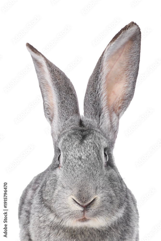 Obraz premium Cute fluffy Easter bunny isolated on white