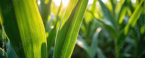 Close-up view of bright green corn leaves with visible veins against sunlit background. Nature patterns, fresh growth, soft light highlight organic texture. Summer farming.