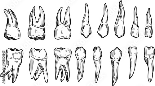 Comprehensive Visual Guide to Human Teeth Structures Including Detailed Roots and Crowns for Dentistry Education and Orthodontic Studies.
