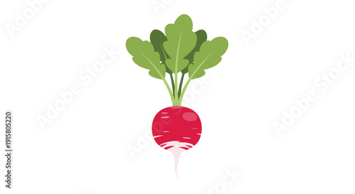 A single vibrant red radish with its green leafy top and slender white root isolated on a clear white background.
