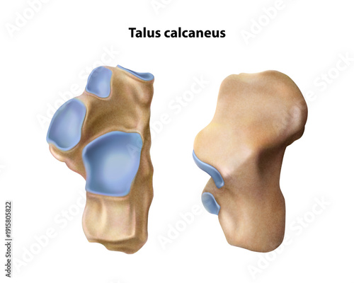Heel bones. Isolated vector illustration