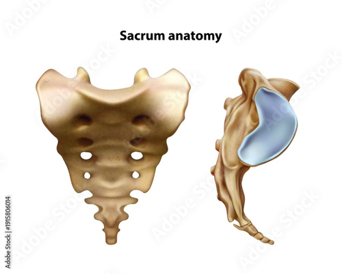 Sacrum human. Isolated vector illustration