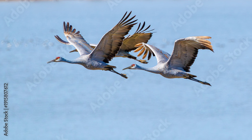 Εκτύπωση καμβά Migrating Sandhill Cranes flying over Hiwassee Wildlife Refuge in Birchwood Tennessee