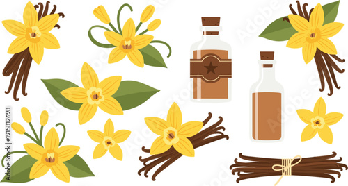 Vector set of vanilla flowers brown pods and essential oil glass bottles isolated on white background for organic spice design