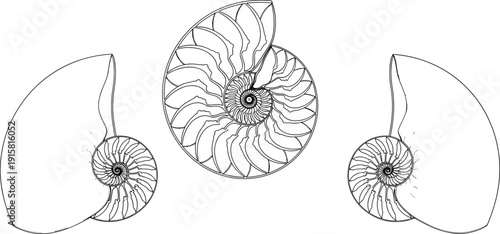 Illustration of three nautilus shells in various stages of detail from different viewpoints
