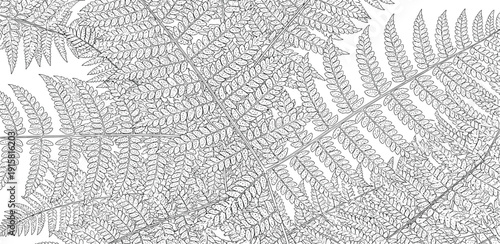 Detailed illustration of fern leaves in a botanical drawing style from a close-up viewpoint