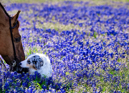 Fotografie horse and dog  friends in Texas bluebonnet meadow