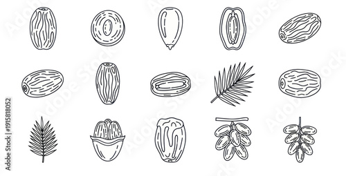 Hand drawn date palm fruits and leaves line art set, dried and fresh dates illustration, tropical desert plant sketches for design and decoration