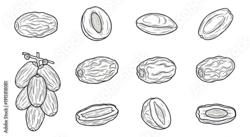 Hand drawn sketch of fresh and dried date fruits with seed illustrations, ideal for food packaging, menus, and healthy lifestyle designs