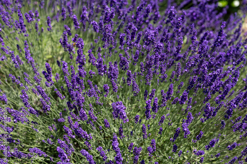 Obraz premium Blooming lavender flowers in summer garden with aromatic purple blossoms, natural herbal plant used in aromatherapy, relaxation wellness and essential oil production concept