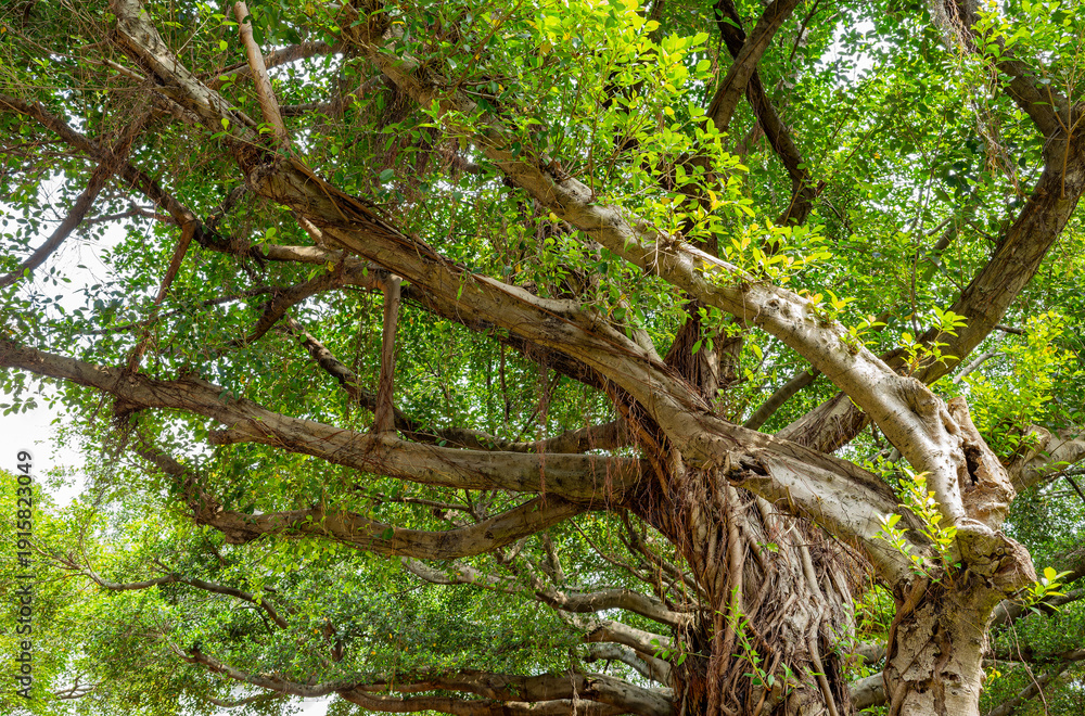 Fototapeta premium Ancient banyan tree with sprawling branches and lush green canopy.