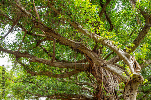 Billede på lærred Ancient banyan tree with sprawling branches and lush green canopy
