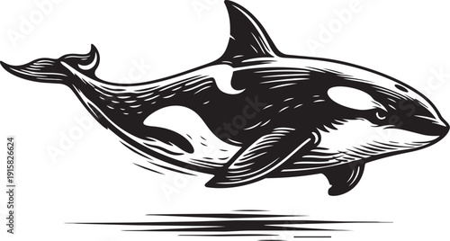 Killer Whale Ocean Swimming Motion Dynamic Marine Predator Illustration for Branding Logo Design