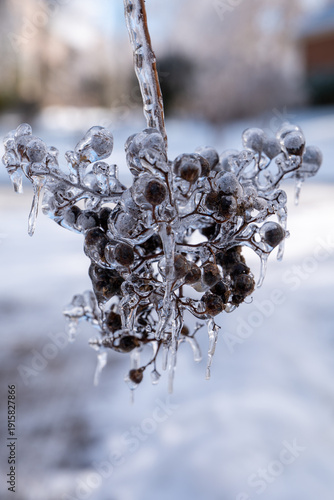 Ice Covered Crepe Myrtle Branch With buds