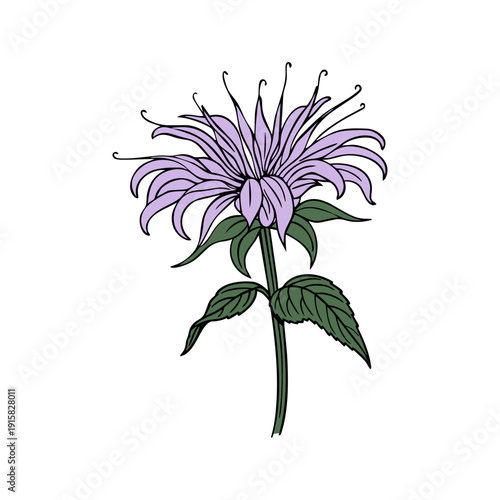 Bee balm, monarda flower logo