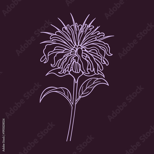 Monarda, bee balm flower logo