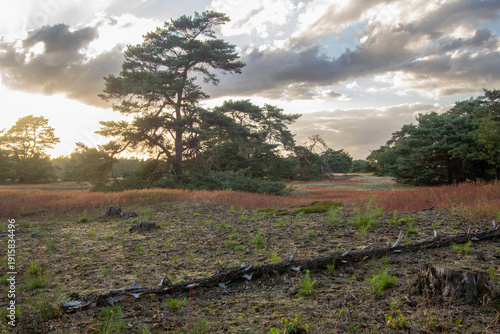 Landscape with sunset on the Veluwe