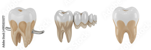 Bild auf Leinwand Human premolar tooth isolated on white background, bicuspid tooth dental anatomy