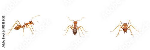 Canvas Print Weaver ant isolated on white background, Oecophylla spp