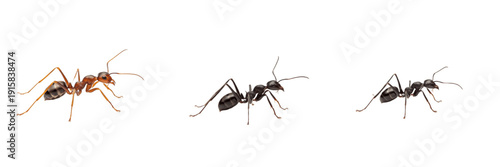 Crazy ant isolated on white background, Paratrechina spp., Paratrechina longicornis, long-legged ant, fast-moving ant, invasive species, tropical ant, wandering ant, global ant, Paratrechina colony, a