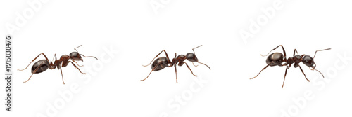 Argentine ant isolated on white background, Linepithema humile, invasive ant, small black ant, pest species, global ant, household ant, colony ant, fast-moving ant, Linepithema colony, ant macro photo