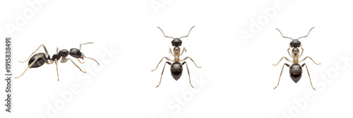 Ghost ant isolated on white background, Tapinoma melanocephalum, tiny translucent ant, indoor ant, pest ant, tropical ant, fast-moving ant, Tapinoma colony, Tapinoma queen, Tapinoma worker, insect