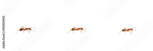 Thief ant isolated on white background, Solenopsis molesta, tiny yellow ant, indoor ant, pest ant, secretive ant, fast-moving ant, Solenopsis colony, Solenopsis worker, Solenopsis queen, insect macro 
