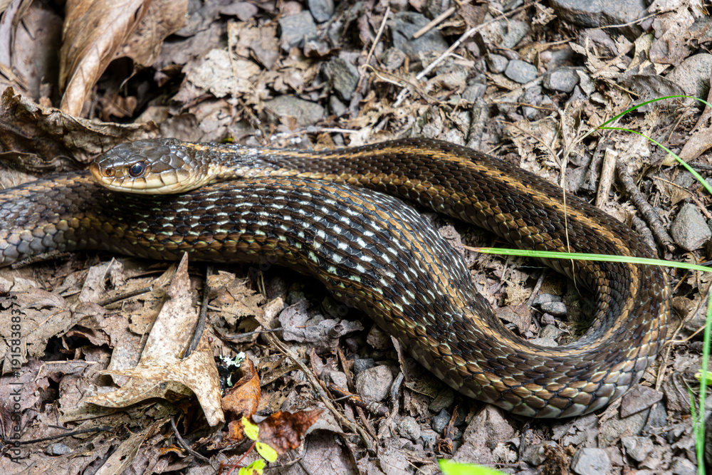 Fototapeta premium female garter snake with a bulge of recently caught food closeup