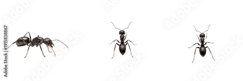 Camponotus ant isolated on white background, Camponotus spp., carpenter ant, large wood-boring ant, tropical ant, colony ant, predatory ant, Camponotus queen, Camponotus worker, insect macro photograp