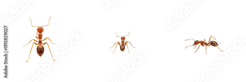 Solenopsis invicta isolated on white background, red imported fire ant, invasive ant, aggressive stinging ant, tropical ant, colony ant, Solenopsis spp., worker ant, queen ant, pest ant, insect macro 